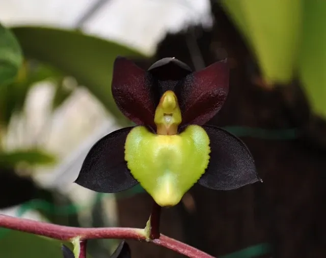 Catasetum tenobrosum