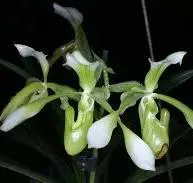 Paphiopedilum haynaldyanum fma album (Paphiopedilum)