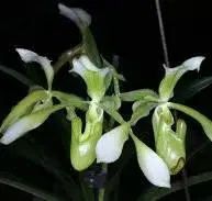 Paphiopedilum haynaldyanum fma album