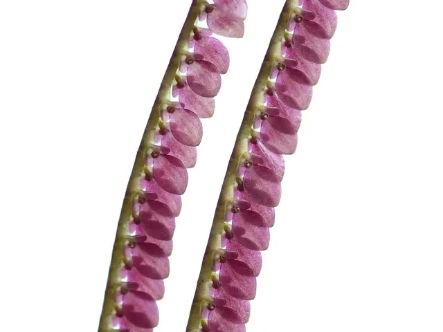 Stelis megaloglossa (Stelis)