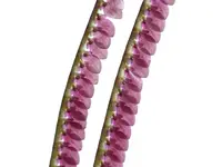 Stelis megaloglossa