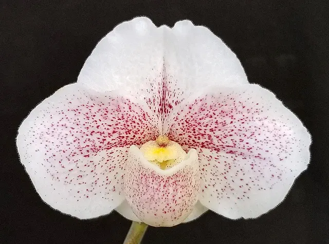 Paphiopedilum Mystic Friendship ‘Moonlight Mist’