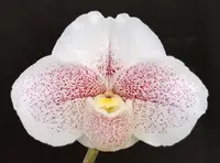 Paphiopedilum Mystic Friendship ‘Moonlight Mist’