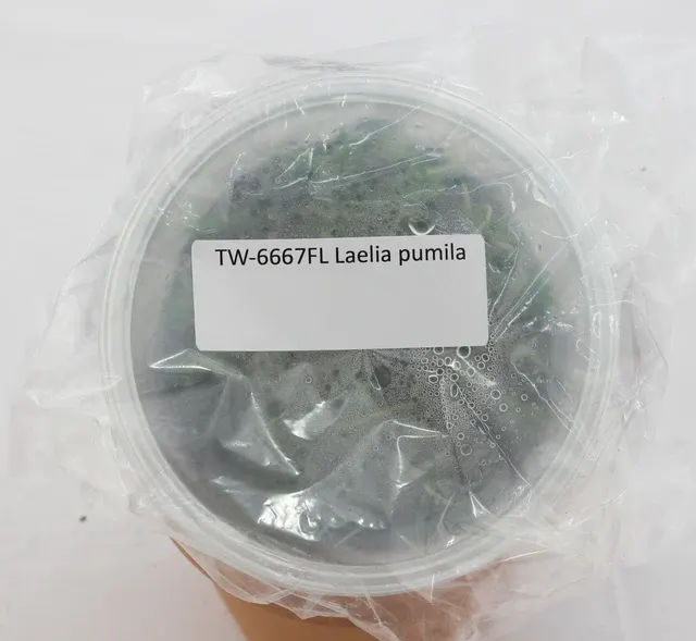 Laelia pumila (Laelia)