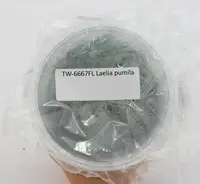FLASK Laelia pumila