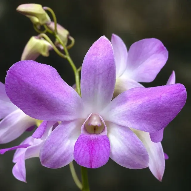 Dendrobium Phalaenopsis Burana Pinky