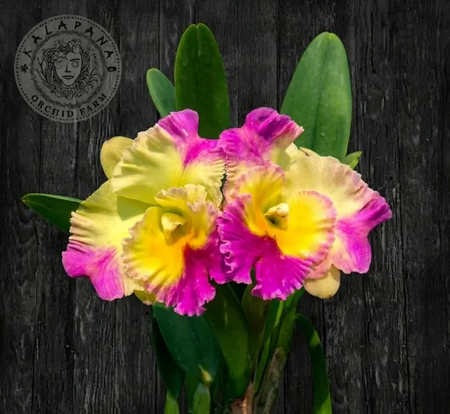 Rhyncholaeliocattleya Thailand Welcome