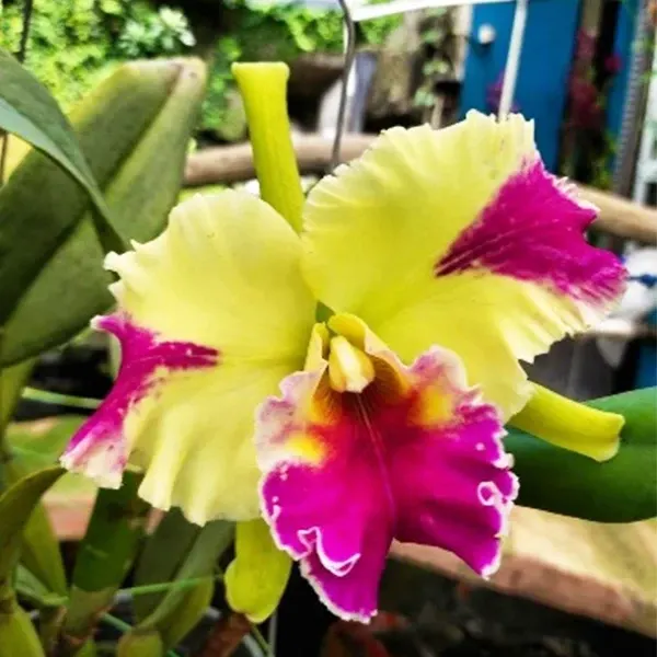 Rhyncholaeliocattleya Hwa Yuan Grace