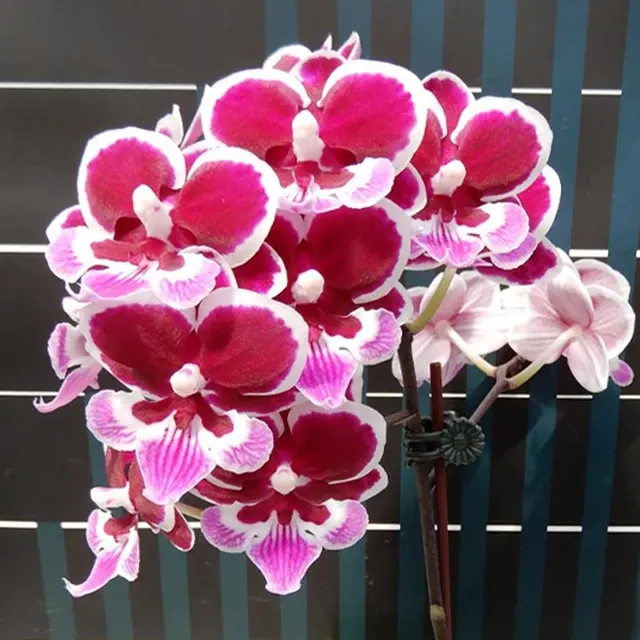 Phalaenopsis Younghome Chocolate