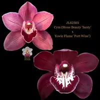 Cymbidium Seedling JLS2303 Cym (Stone Beauty 'Santy' x Yowie Flame 'Port Wine')