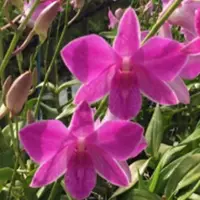 Dendrobium Orchid Plant Panjarat Pink #20 - Seedling