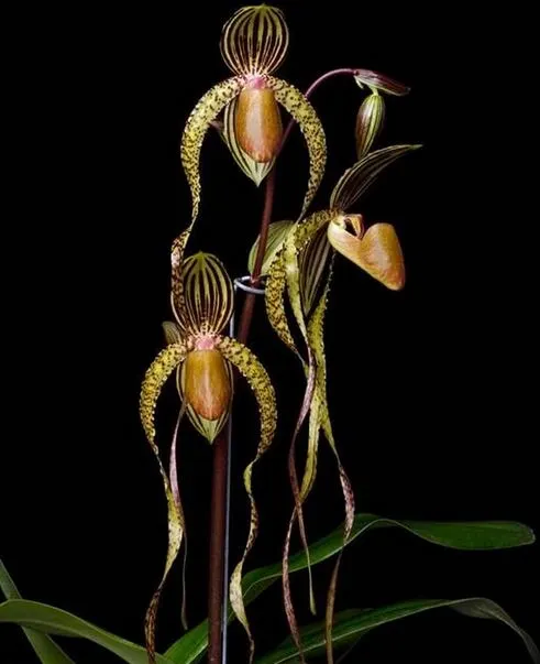 Paphiopedilum Booths Sand Lady (Paphiopedilum)