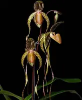 Paphiopedilum Booths Sand Lady (Lady Isabel ‘Jumbo Lady’ x sanderianum ‘Lady in Red’)