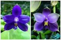 Phalaenopsis Samera x P. Lioulin Blue Family