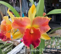Rlc. Amazing Thailand 'Magician' (Haadyai Delight x Brazilian Treasure) (YD045) (Hybrid) Rlc.=Rhyncholaeliocattleya