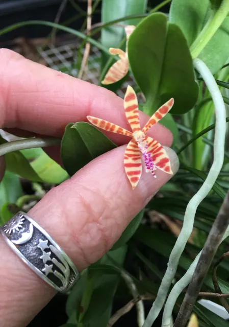 Trichoglottis smithii (Trichoglottis)