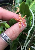 Trichoglottis smithii