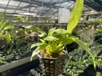 Coelogyne swaniana