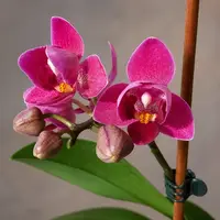 Phalaenopsis Lianher Happy Star (peloric) - parfumat — Tija inițiată - ghiveci 3 inch