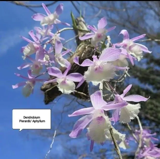 Dendrobium aphyllum / pierardii (Dendrobium)