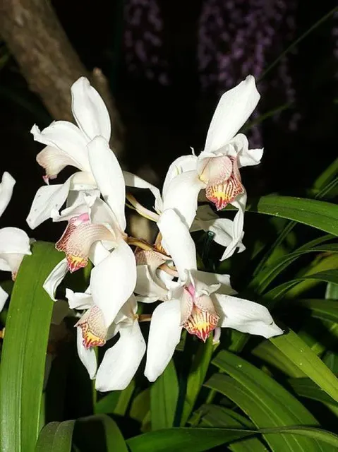 Cymbidium erythrostylum (Cymbidium)