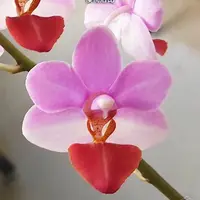 [Bare-root][Import AS-IS] #PA# Phal. Jiaho Cherry × lobbii 櫻桃洛比 [2.5" BS][Sept Preorder 26]