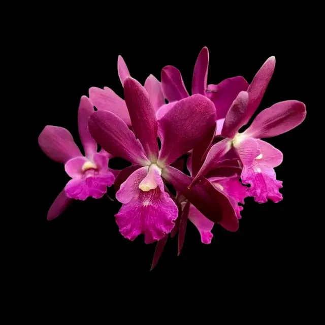 Cattleya Alliance: Guaricyclia Yucatan (Cattleya)