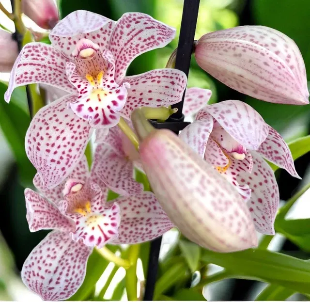 Cymbidium Enzan Knuckle - Spectaculos Si Parfumat 'Paulista'