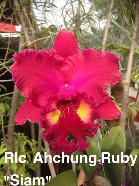 Rhyncholaeliocattleya Achung Ruby 'Siam'