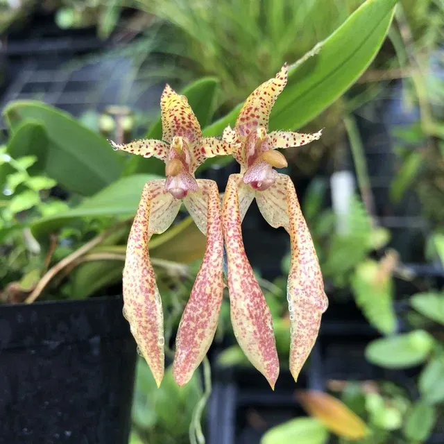 Bulbophyllum lasiochilum x bicolor