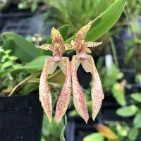 Bulb lasiochilum x bicolor