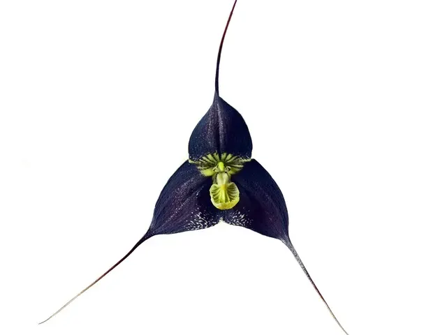 Dracula ubangina (Dracula)