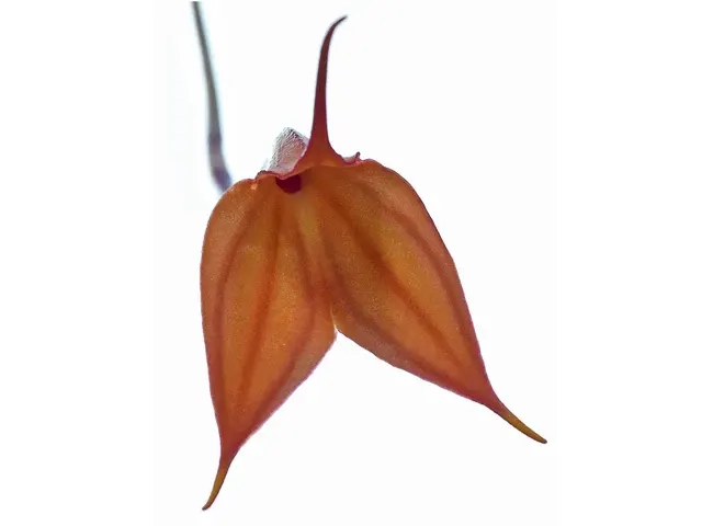 Masdevallia welischii (Masdevallia)