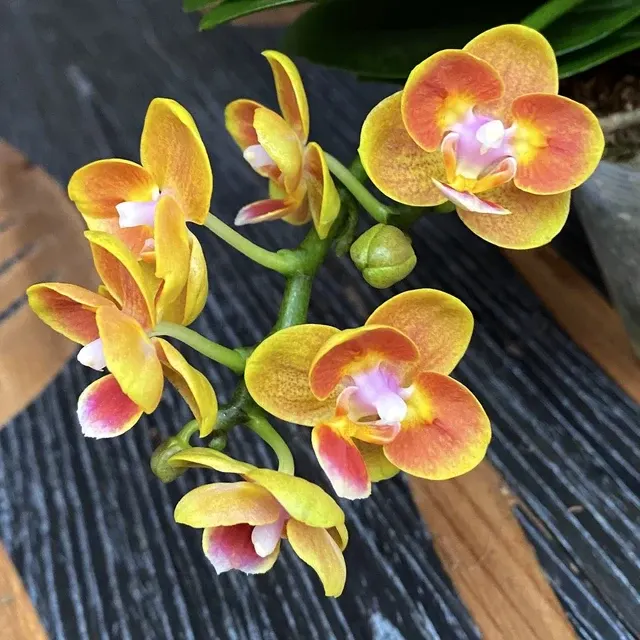 Phalaenopsis Shih Fang Savory Orange