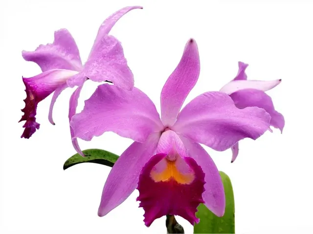 Cattleya Euphrasia (Cattleya)
