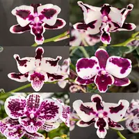 Phalaenopsis Micaels Florence - fiecare planta prezinta o inflorire unica! — tija inițiată, frunze cu defecte, în scoarță - ghiveci 15 cm