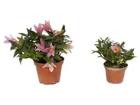 Dendrobium Misty Magic f. pink (Big)