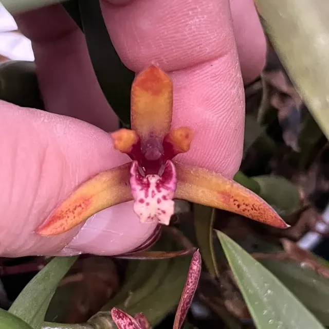 Maxillaria Picta x schunkeana 'Wolf'