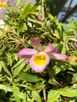 Dendrobium loddigesii — Raritäten - blühfähige Pflanzen