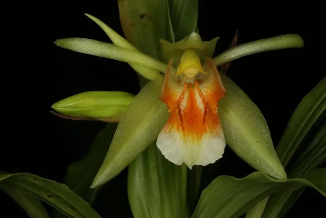 Coelogyne fragrans (Coelogyne)