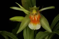 Coelogyne fragrans