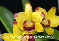 Ctt. Ploenpit Fantasy 'Golden.Pin #5' (Kauai Starbright x Loog Tone) (M404) (Hybrid) Ctt.=Cattlianthe