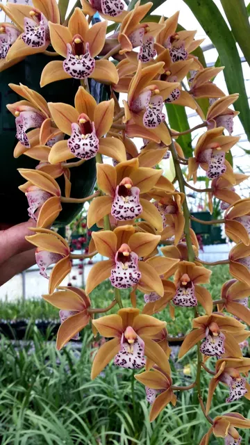 Cymbidium Paradisian Tiger 'Golden Falls'