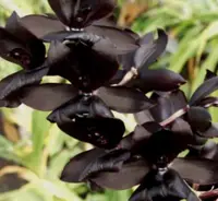 Monnierara Millennium Magic 'Witch Craft'