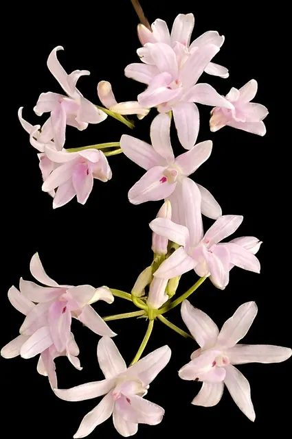 Polystachya longiscapa x sib (Polystachya)