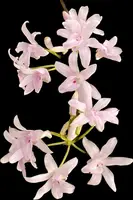 Polystachya longiscapa x sib