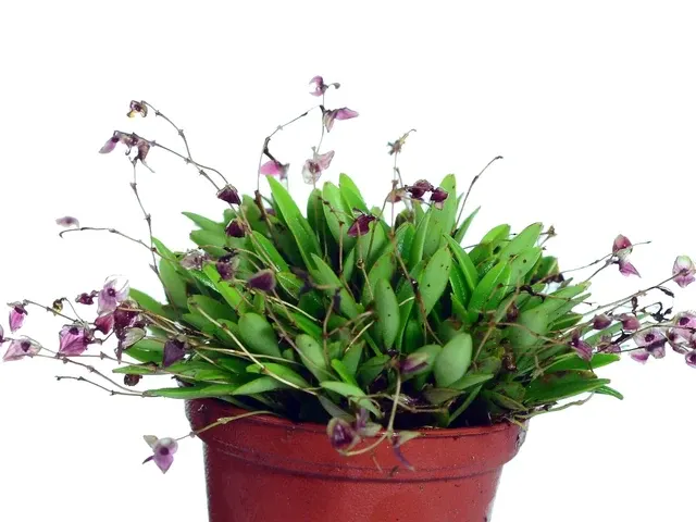 Stelis opercularis (Stelis)