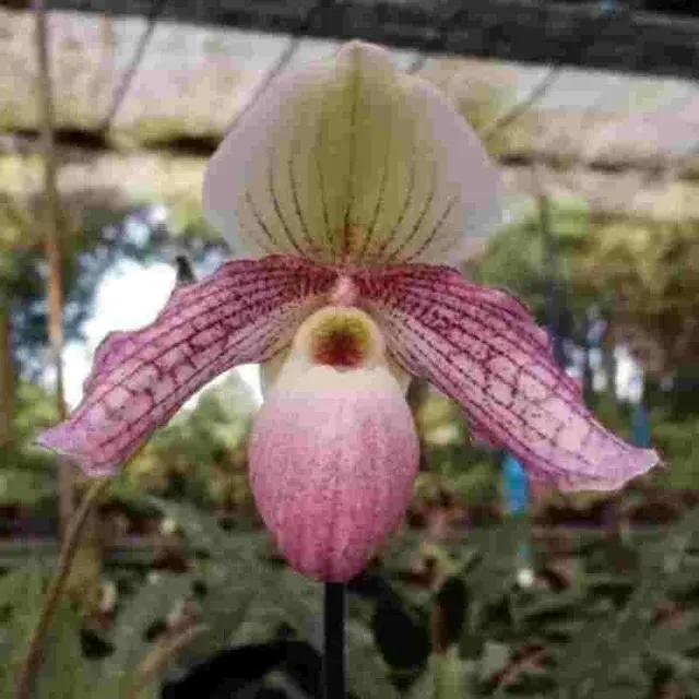 Paphiopedilum MISS FAITH HANBURY