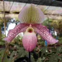 Paph. Miss Faith Hanbury (Niveum X Glauchophyllum)