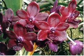 Vanda Srisiam 'Chang Dang'